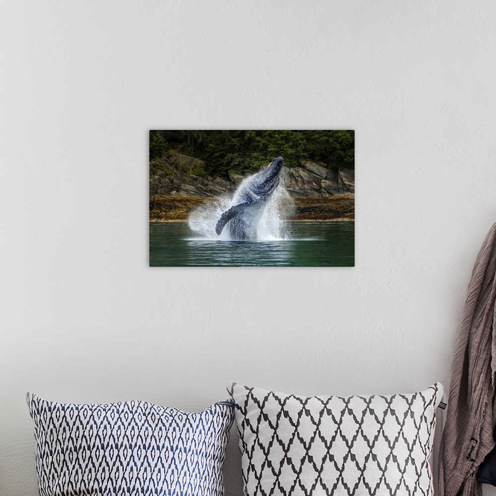 A bohemian room featuring Breaching Humpback Whale (Megaptera novaeangliae) in Chatham Strait, Tongass National Forest, Sou...