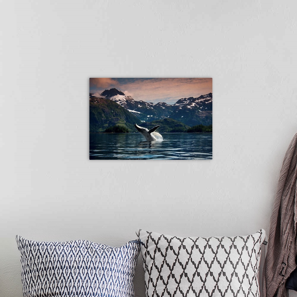 A bohemian room featuring Breaching Humpback whale in Prince William Sound, Southcentral Alaska, Summer