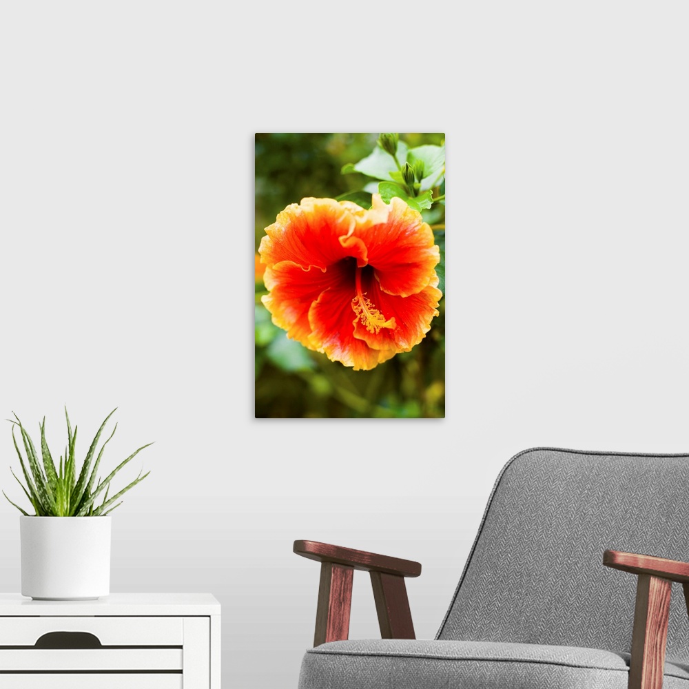 A modern room featuring Brightly Colored Hibiscus Flowers