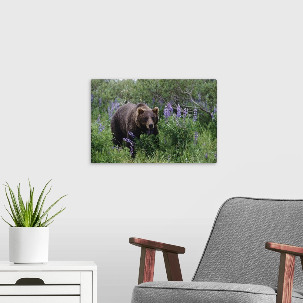 A modern room featuring Captive: Brown Bear Walking Amongst Lupine Wildflowers At The Alaska Wildlife Conservation Center...