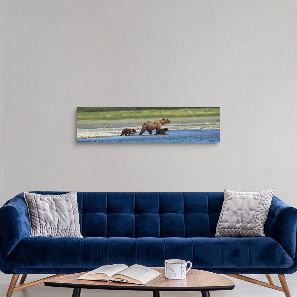 A modern room featuring Panoramic Of Brown Bear Sow And Cubs On The Shore Of Mikfik Creek, Mcneil River State Game Sanctu...