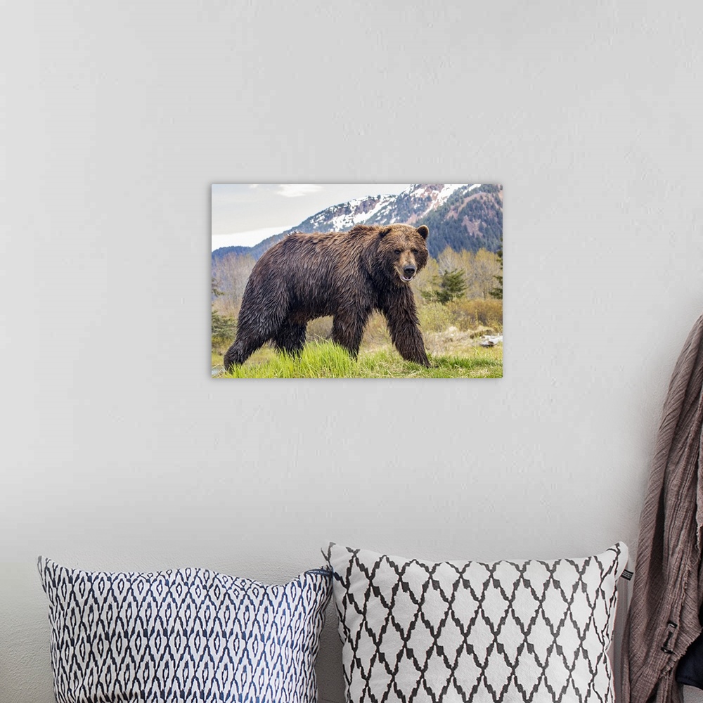 A bohemian room featuring Brown bear (Ursus arctos) boar, large male looks at camera, Alaska Wildlife Conservation Center, ...