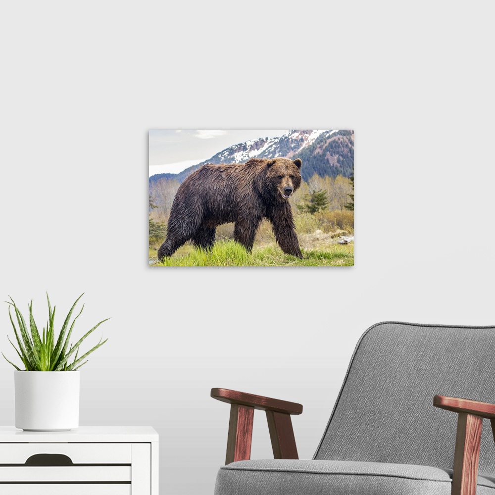 A modern room featuring Brown bear (Ursus arctos) boar, large male looks at camera, Alaska Wildlife Conservation Center, ...