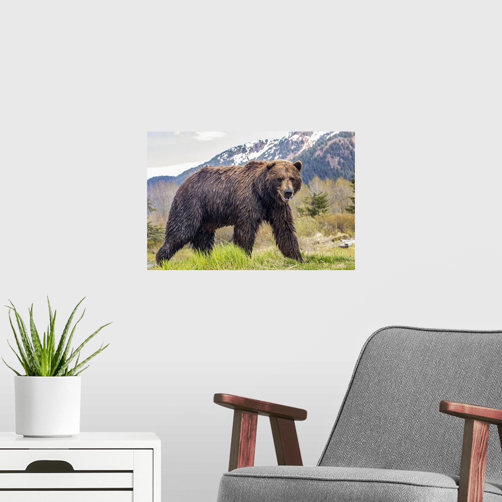 A modern room featuring Brown bear (Ursus arctos) boar, large male looks at camera, Alaska Wildlife Conservation Center, ...
