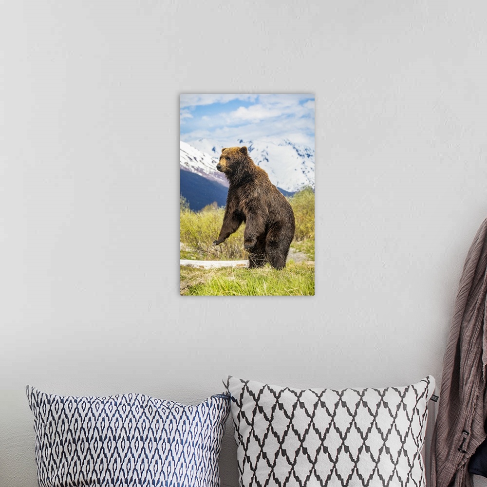 A bohemian room featuring Brown bear boar (Ursus arctos) stands up to get a better view, Alaska Wildlife Conservation Cente...