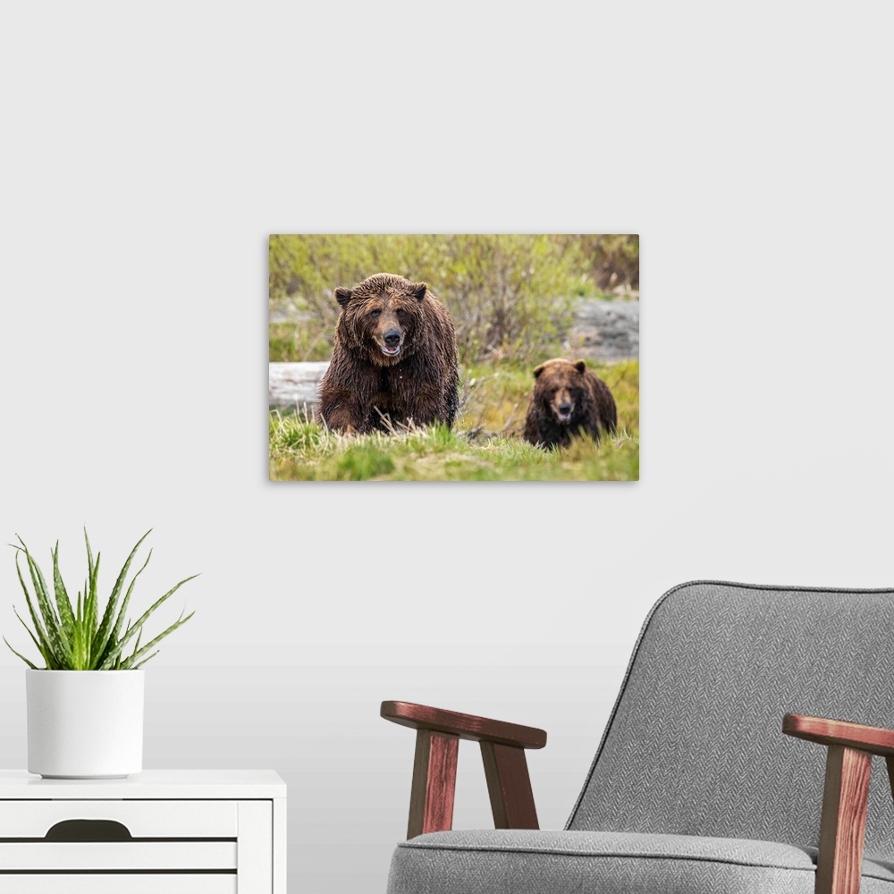 A modern room featuring Brown bear boar and sow (ursus arctos) together, sow (female) in the foreground, wet from swimmin...