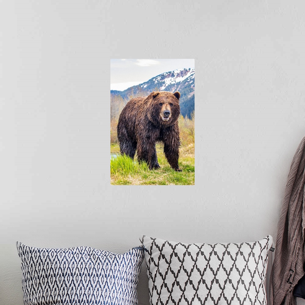 A bohemian room featuring Brown bear (ursus arctos) boar, large male looks at camera, Alaska wildlife conservation center, ...