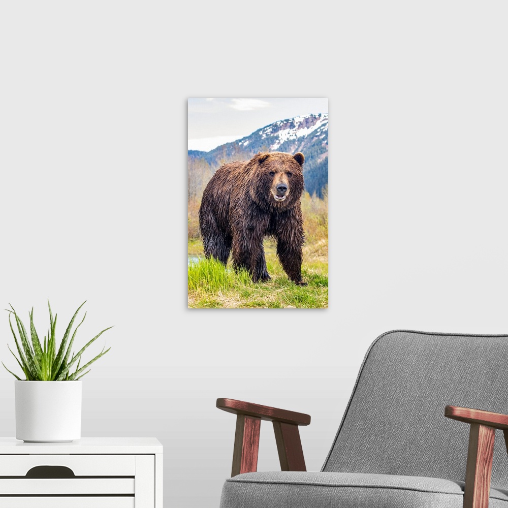 A modern room featuring Brown bear (ursus arctos) boar, large male looks at camera, Alaska wildlife conservation center, ...