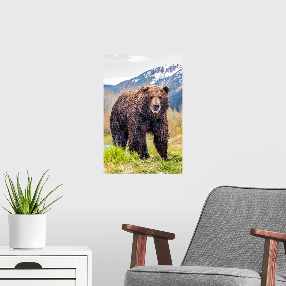 A modern room featuring Brown bear (ursus arctos) boar, large male looks at camera, Alaska wildlife conservation center, ...