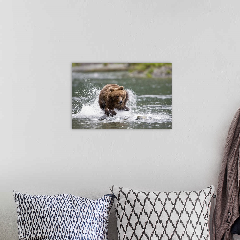 A bohemian room featuring Big horizontal photograph of a large brown bear splashing while chasing a fish through a shallow ...