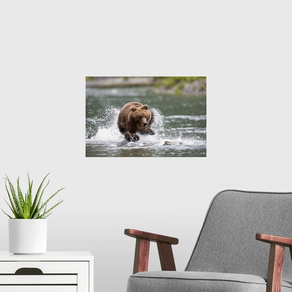 A modern room featuring Big horizontal photograph of a large brown bear splashing while chasing a fish through a shallow ...