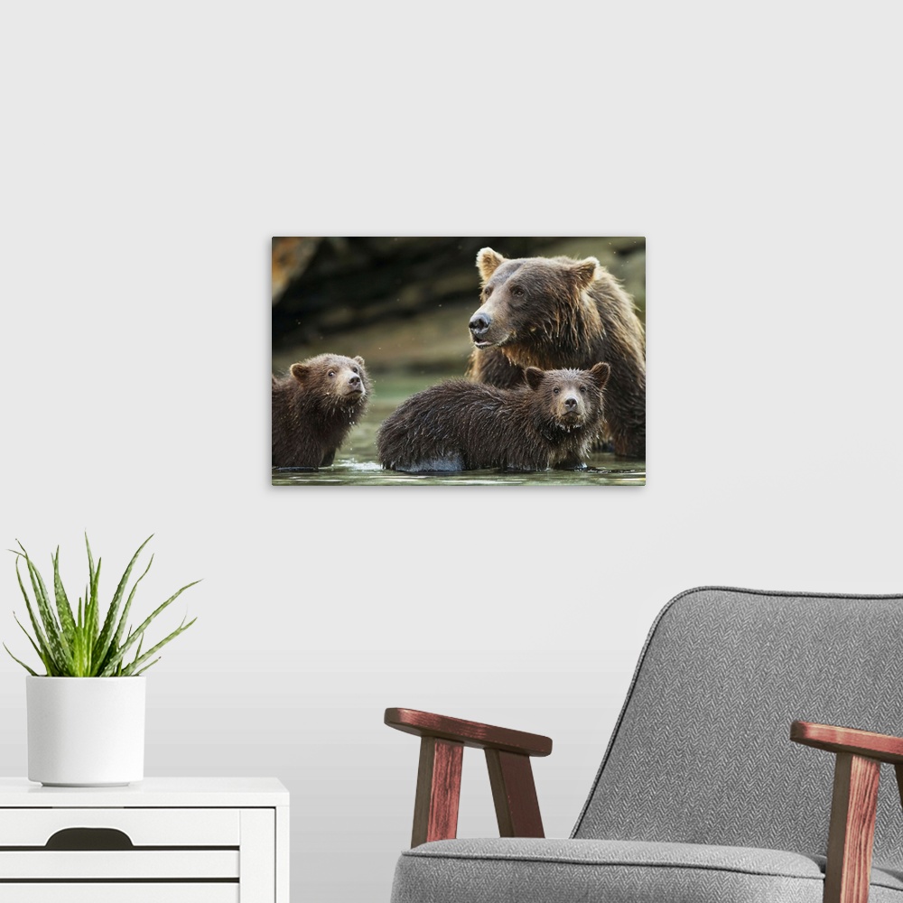 A modern room featuring Coastal Brown Bear spring cubs (Ursus arctos) and mother in salmon spawning stream along Kuliak B...