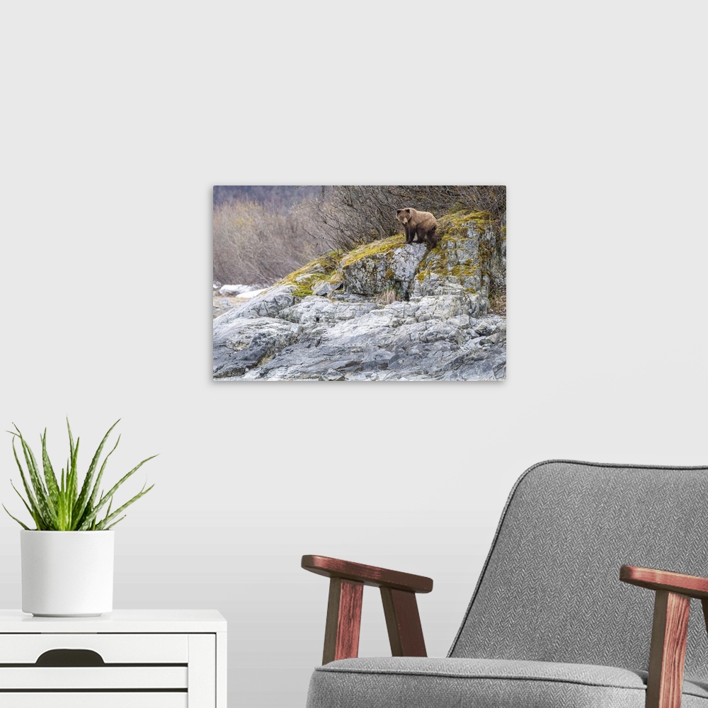 A modern room featuring Brown bear (Ursus arctos) standing on the grey rocks in front of a deciduous forest in Glacier Ba...