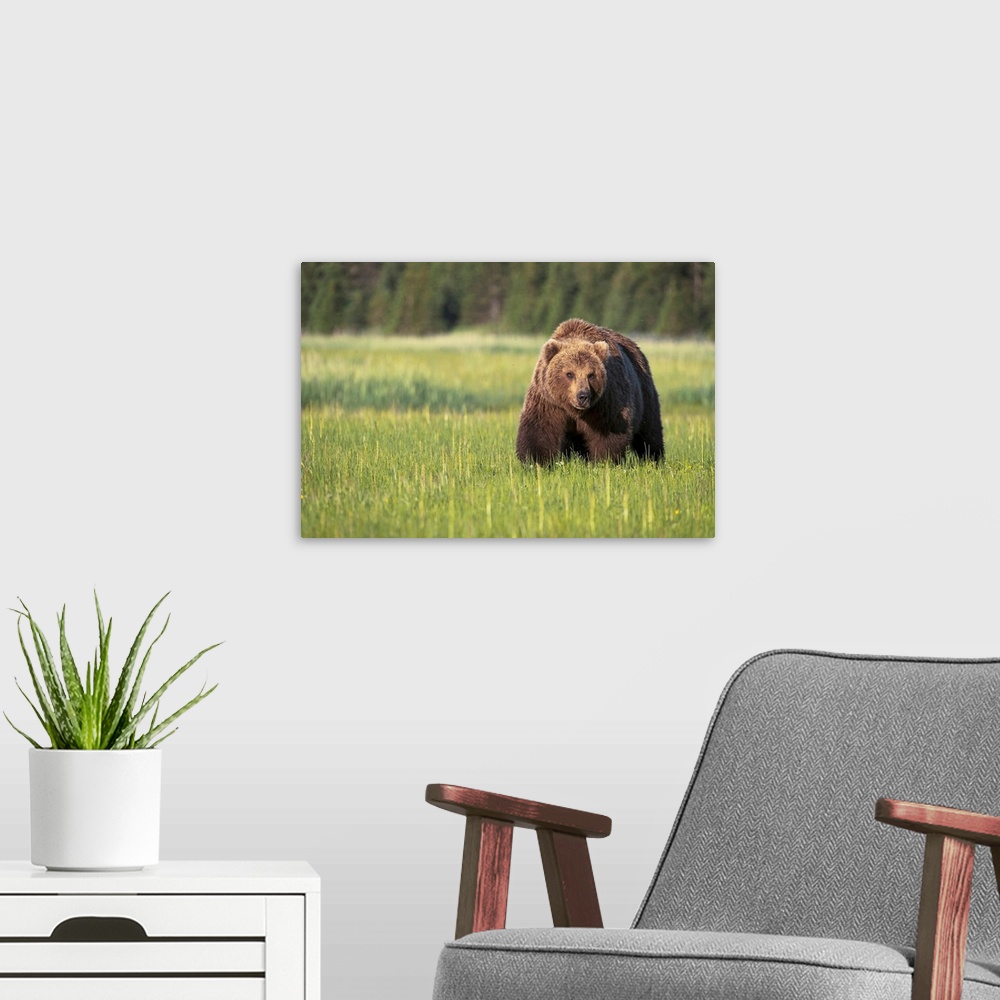 A modern room featuring Brown bear (ursus arctos) in Lake Clark National Park, Alaska, United States of America.