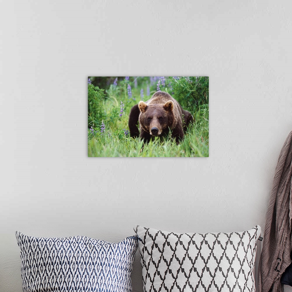 A bohemian room featuring Captive: brown bear laying amongst lupine wildflowers at the Alaska wildlife conservation center ...