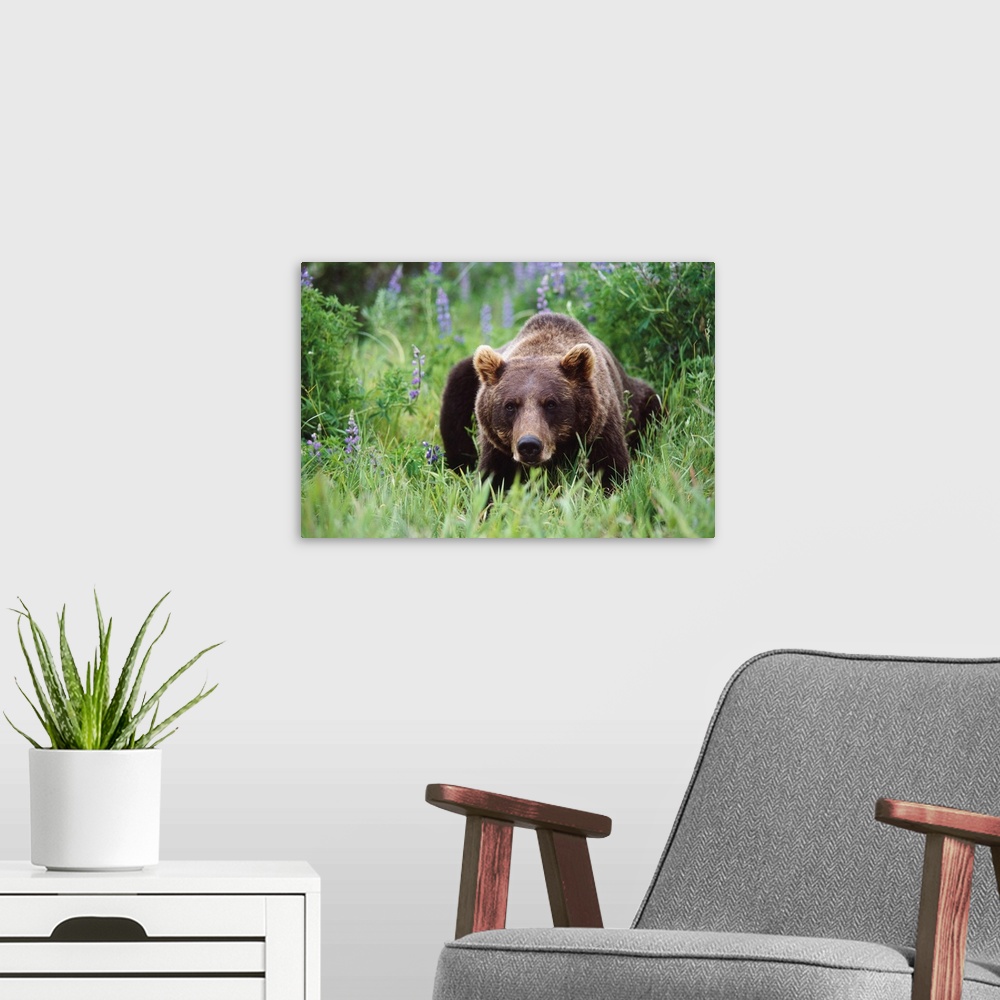 A modern room featuring Captive: brown bear laying amongst lupine wildflowers at the Alaska wildlife conservation center ...