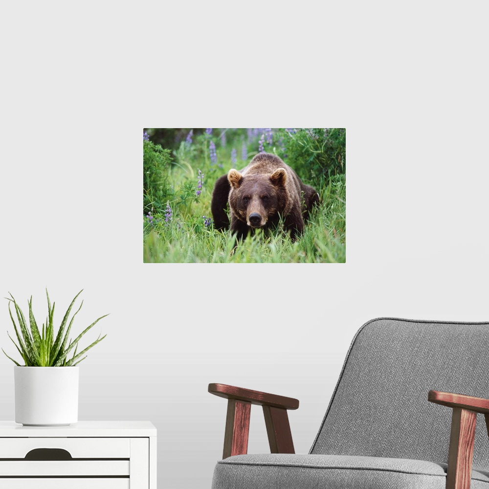 A modern room featuring Captive: brown bear laying amongst lupine wildflowers at the Alaska wildlife conservation center ...