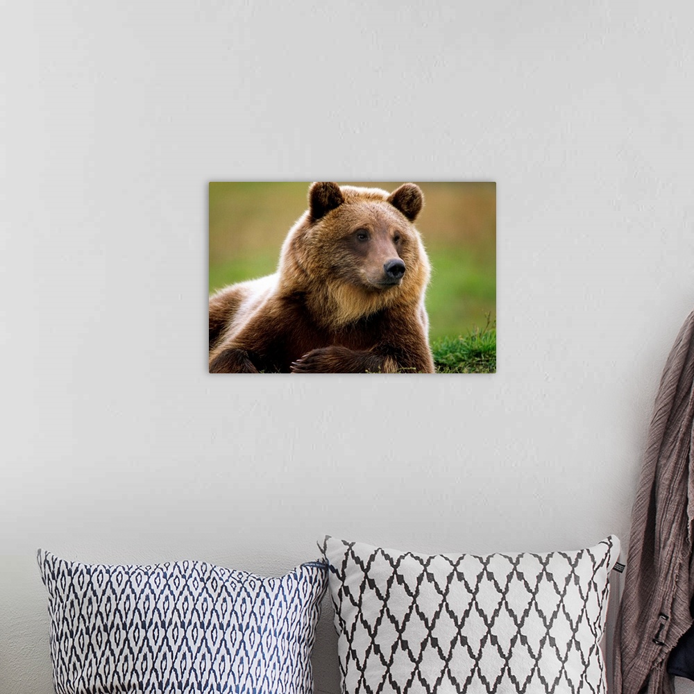 A bohemian room featuring Brown Bear Laying Down, Southcentral Alaska