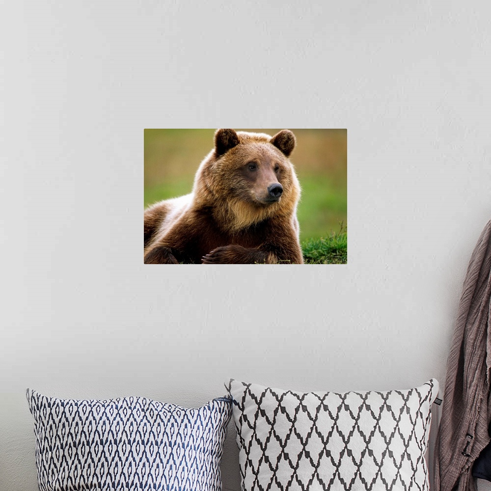 A bohemian room featuring Brown Bear Laying Down, Southcentral Alaska