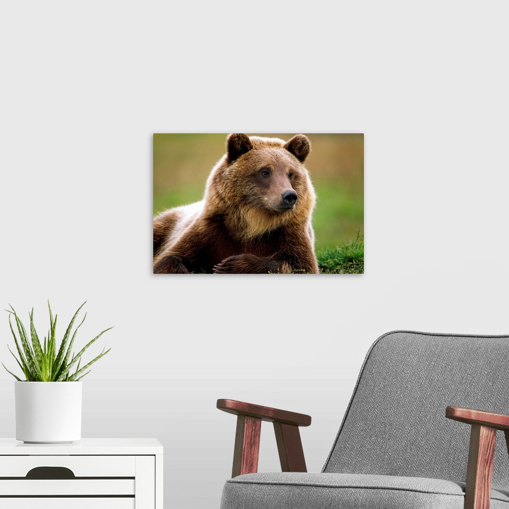 A modern room featuring Brown Bear Laying Down, Southcentral Alaska