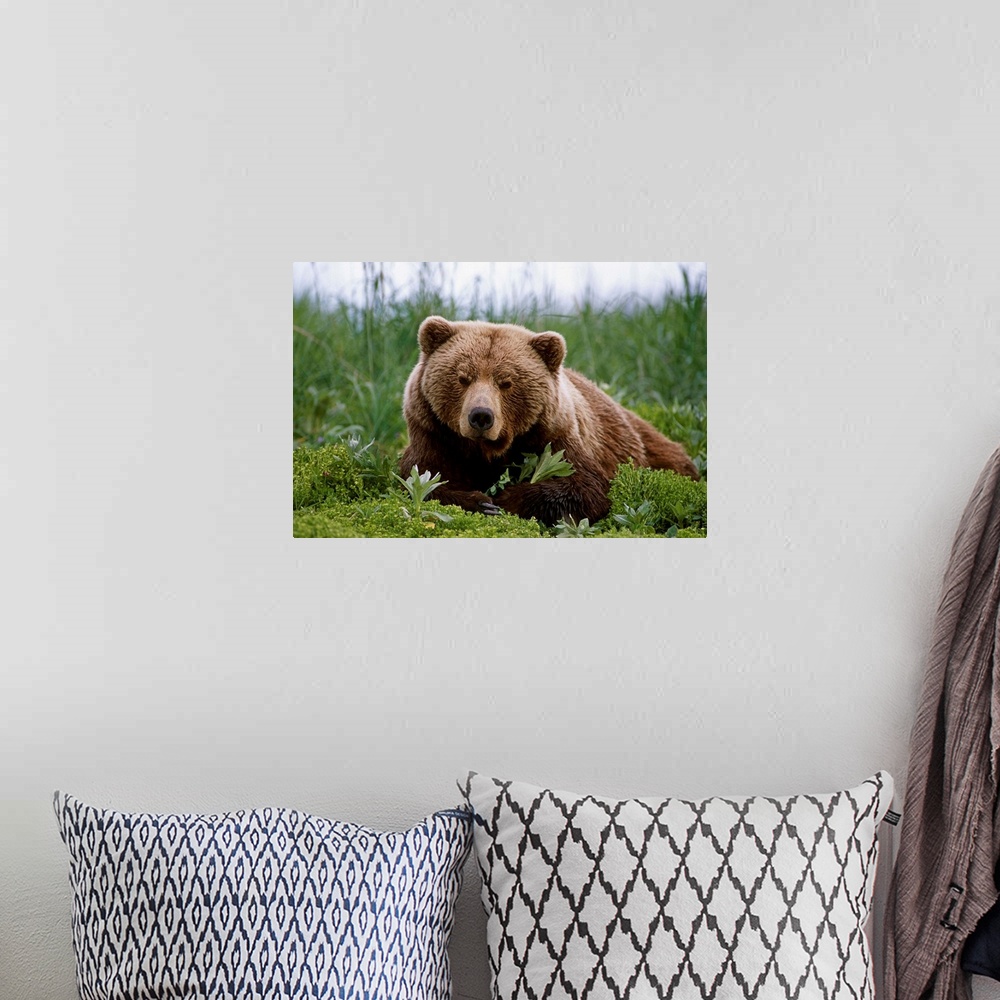 A bohemian room featuring Brown Bear Laying In Grass Near Mcneil River, Southwest Alaska