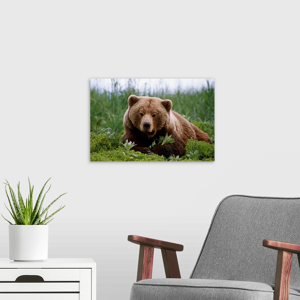 A modern room featuring Brown Bear Laying In Grass Near Mcneil River, Southwest Alaska