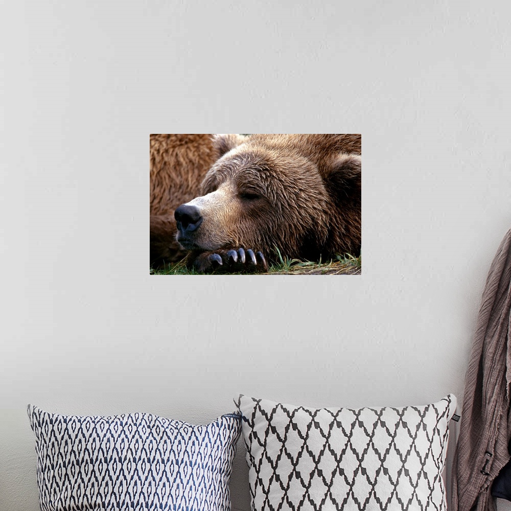 A bohemian room featuring Photograph of bear sleeping with its head resting on its huge clawed paw.