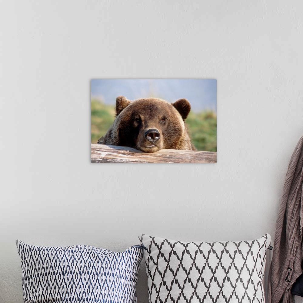 A bohemian room featuring Brown Bear Resting On Log, Alaska Wildlife Conservation Center