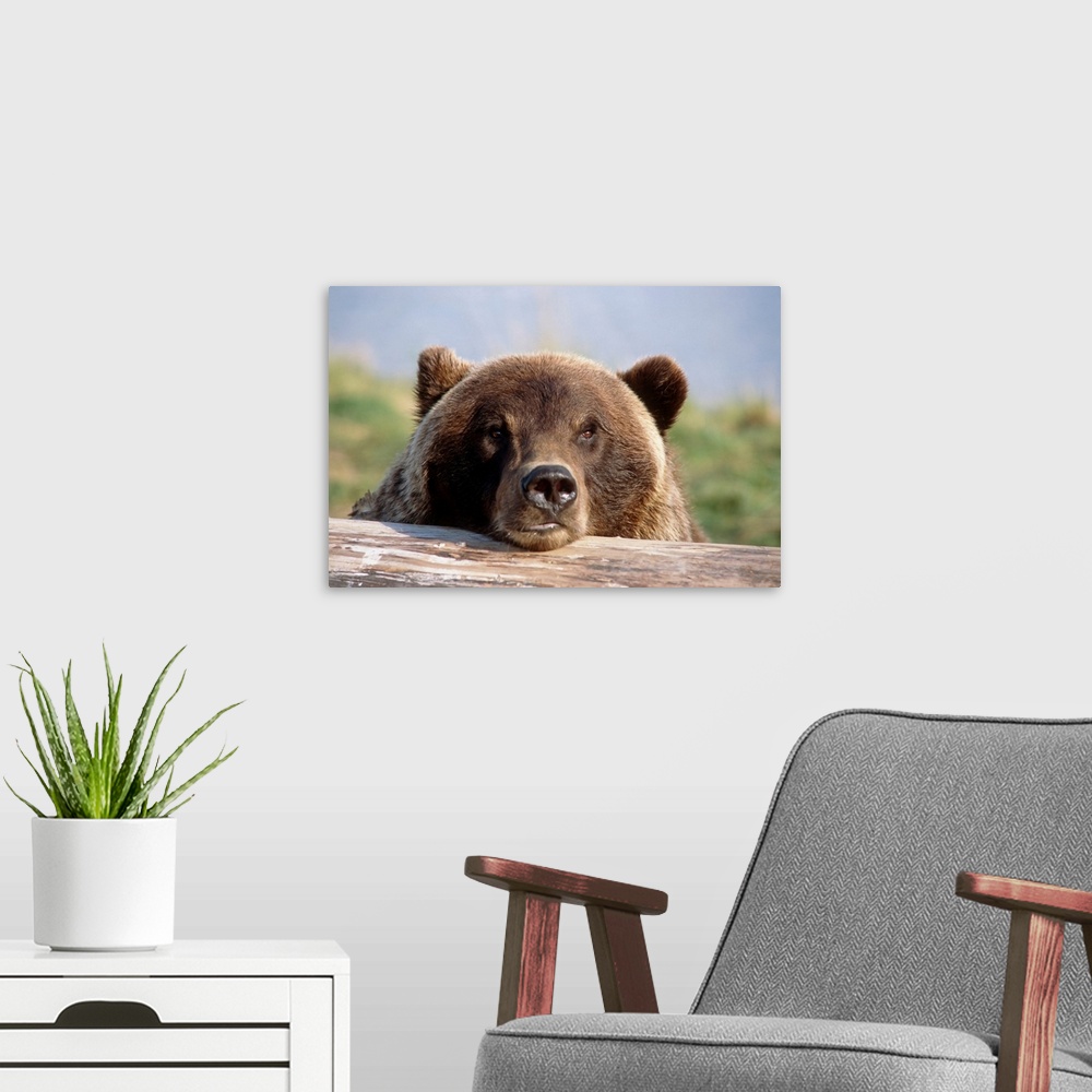 A modern room featuring Brown Bear Resting On Log, Alaska Wildlife Conservation Center