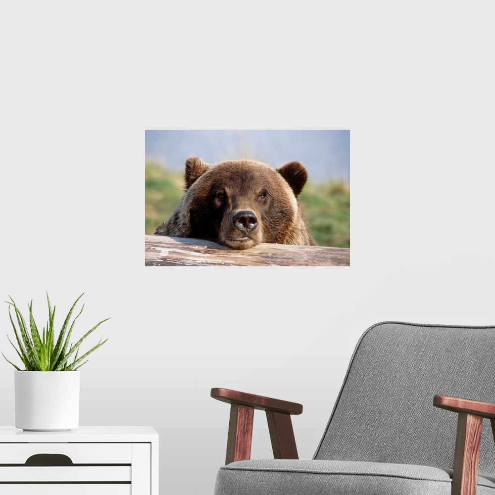 A modern room featuring Brown Bear Resting On Log, Alaska Wildlife Conservation Center