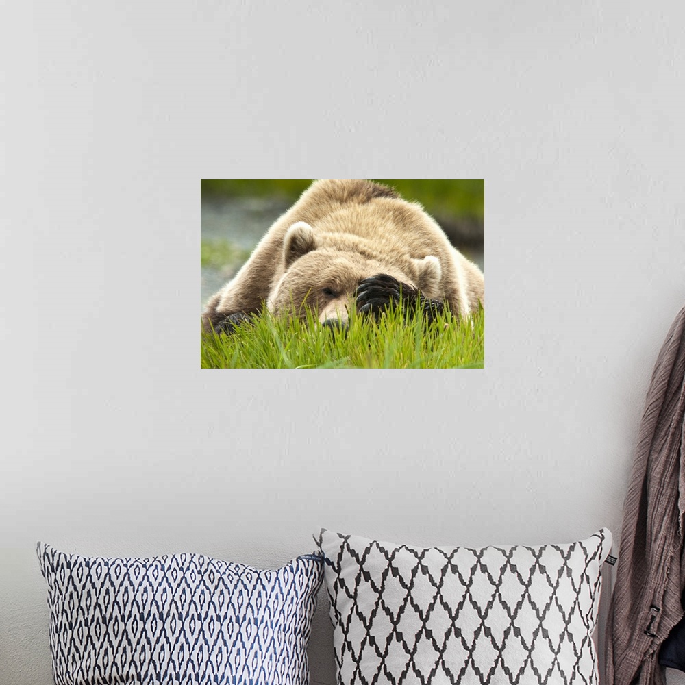 A bohemian room featuring Brown bears feed on sedge grass early in the summer season at the McNeil River State Game Sanctua...