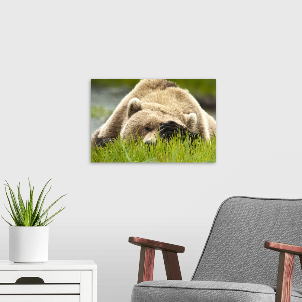 A modern room featuring Brown bears feed on sedge grass early in the summer season at the McNeil River State Game Sanctua...