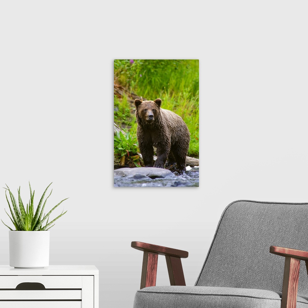 A modern room featuring A Brown Bear Fishing For Salmon On The Russian River, Kenai Peninsula, Southcentral, Alaska