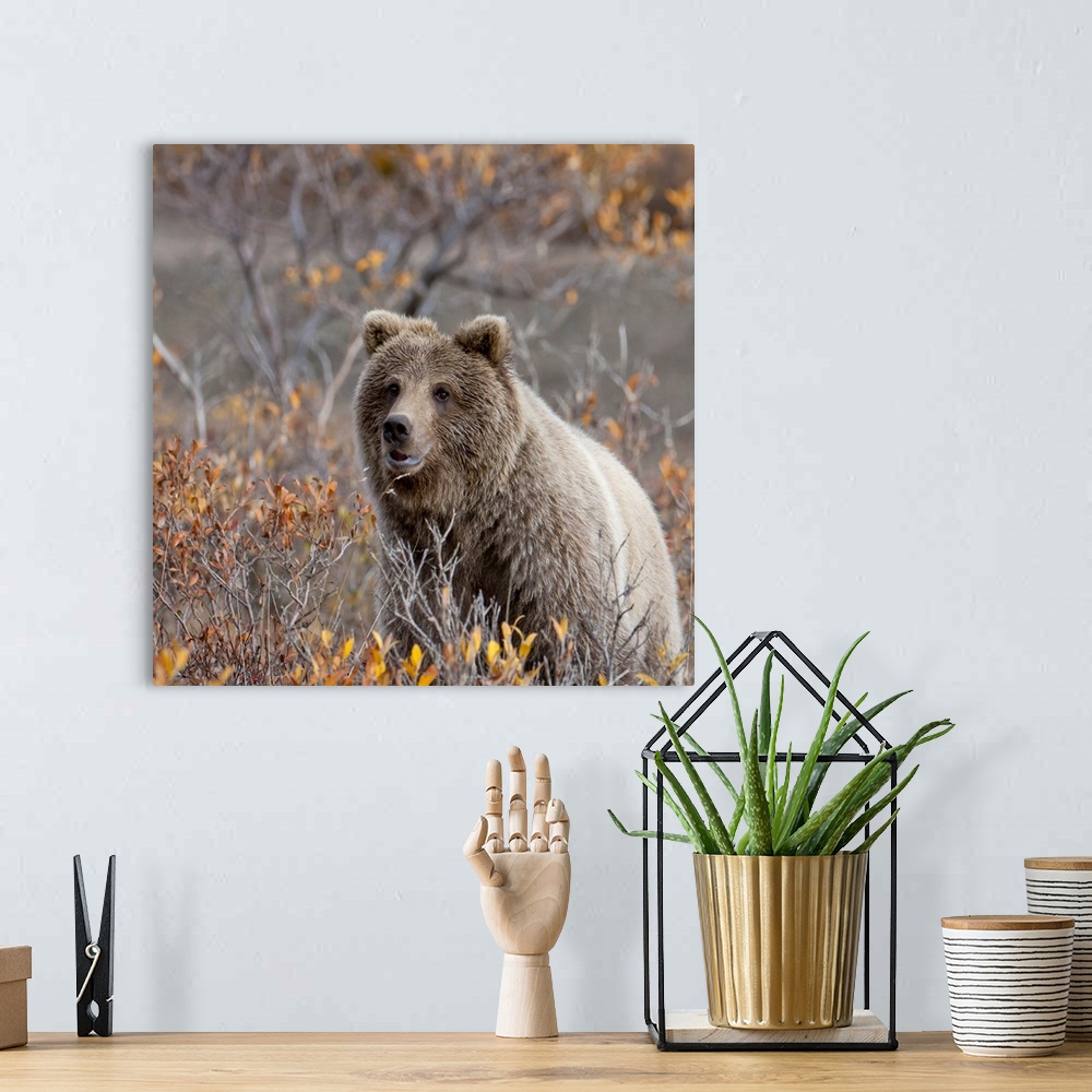 A bohemian room featuring Brown Bear sits in fall colors in Denali National Park