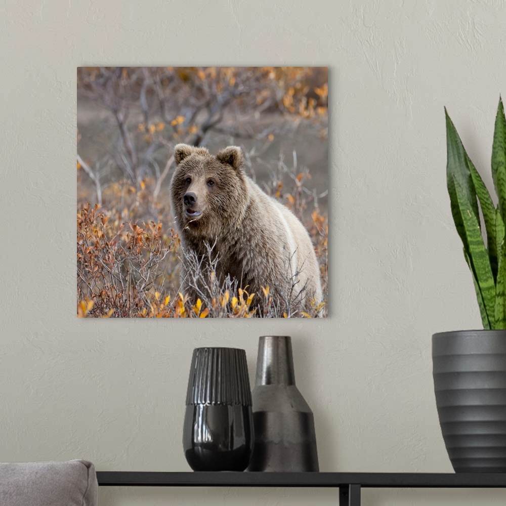A modern room featuring Brown Bear sits in fall colors in Denali National Park