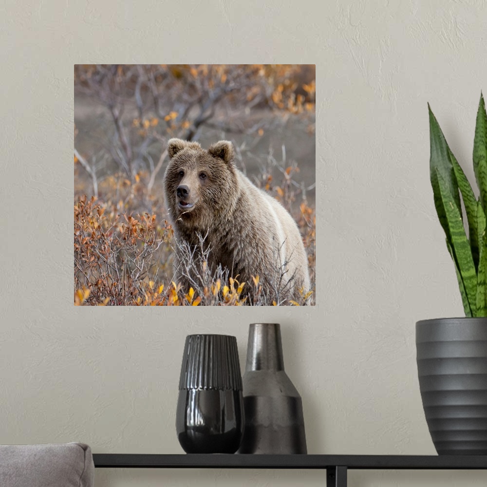 A modern room featuring Brown Bear sits in fall colors in Denali National Park