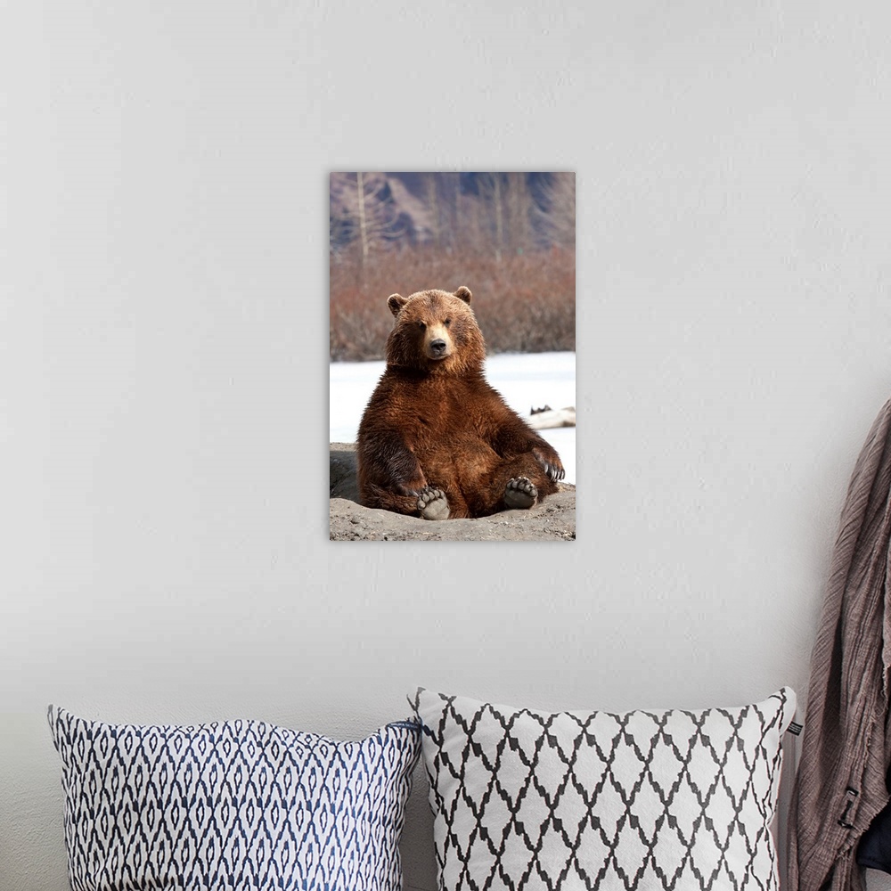 A bohemian room featuring Brown Bear Sits On Its Rump At Alaska Wildlife Conservation Center, Alaska