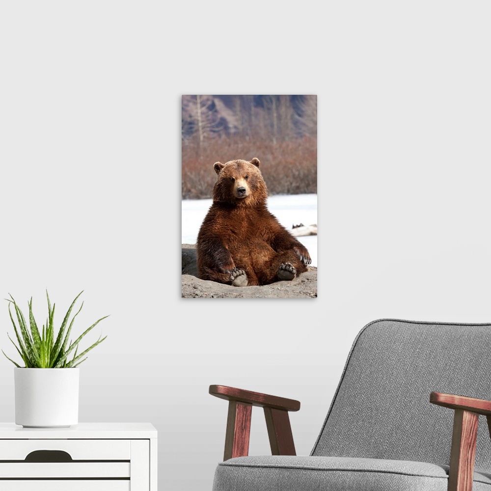 A modern room featuring Brown Bear Sits On Its Rump At Alaska Wildlife Conservation Center, Alaska
