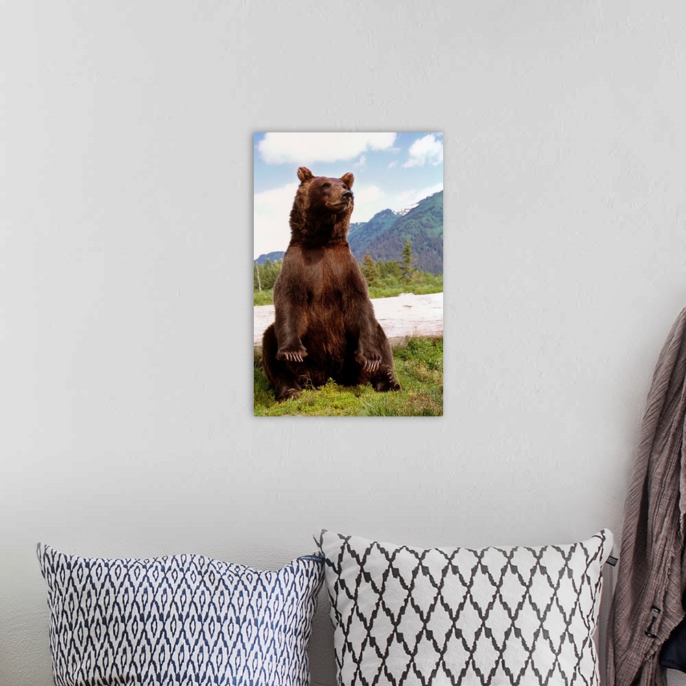 A bohemian room featuring Brown Bear sits on its rump at the Alaska Wildlife Conservation Center, Alaska