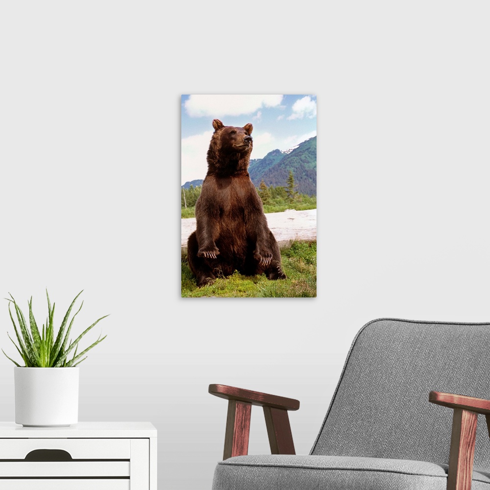 A modern room featuring Brown Bear sits on its rump at the Alaska Wildlife Conservation Center, Alaska