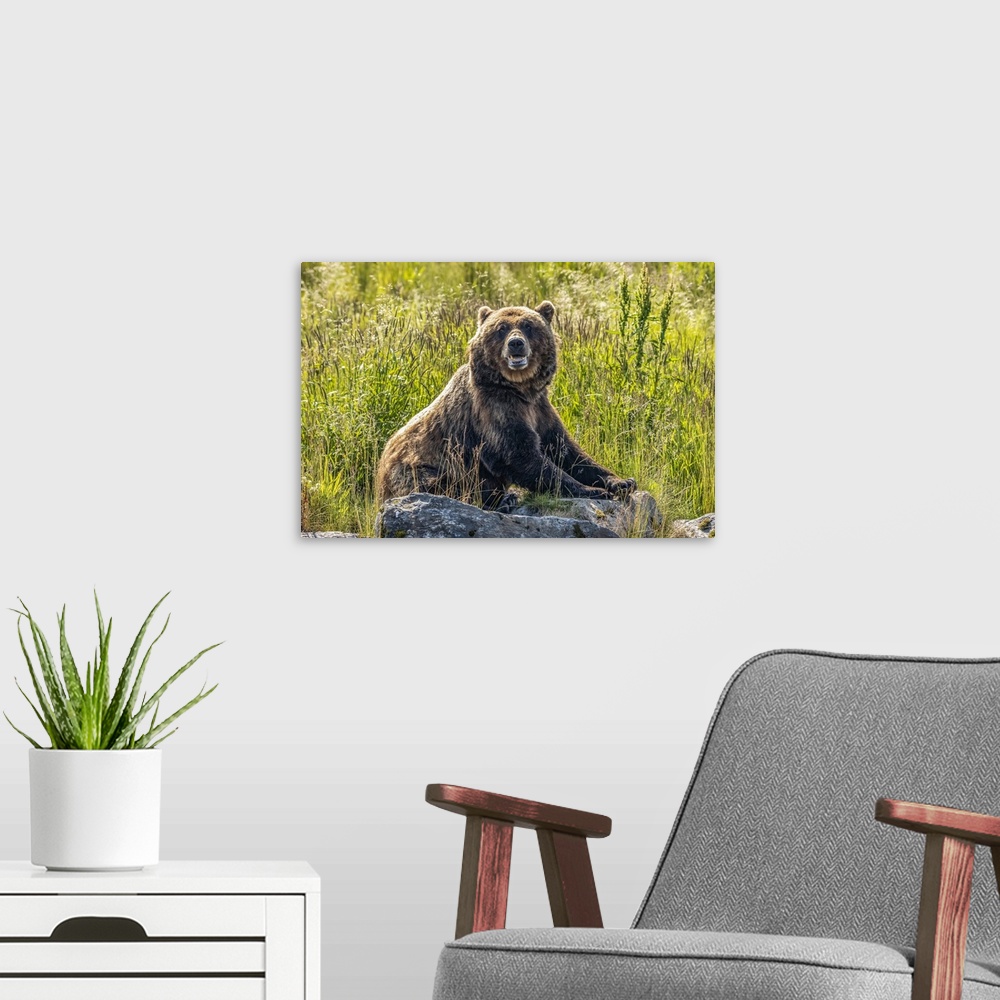A modern room featuring Brown bear sow (Ursus arctos), Alaska Wildlife Conservation Center, South-central Alaska; Alaska,...