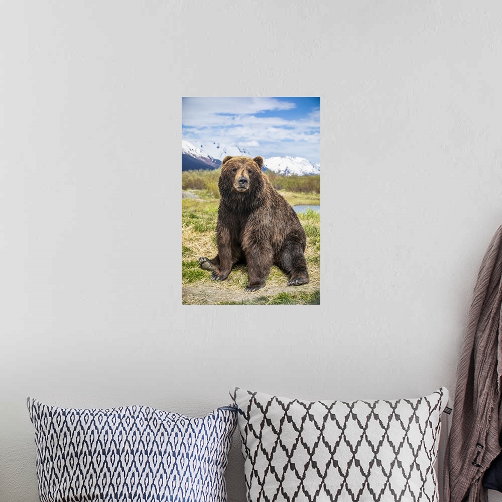 A bohemian room featuring Brown bear sow (Ursus arctos) sitting on grass looking at the camera, Alaska Wildlife Conservatio...