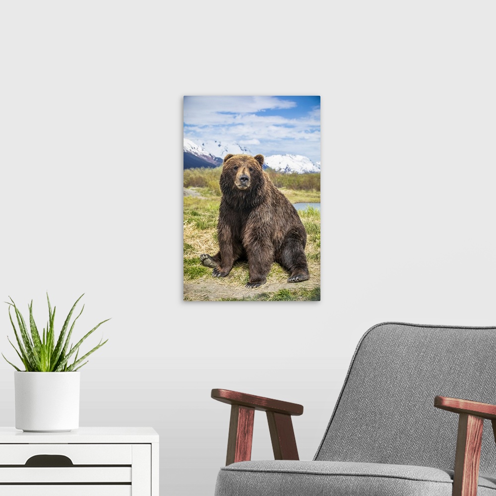 A modern room featuring Brown bear sow (Ursus arctos) sitting on grass looking at the camera, Alaska Wildlife Conservatio...