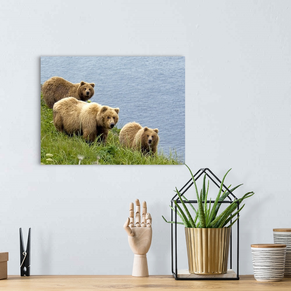 A bohemian room featuring Brown bear sow and cubs eating sedge grasses in Hallo Bay, Katmai National Park