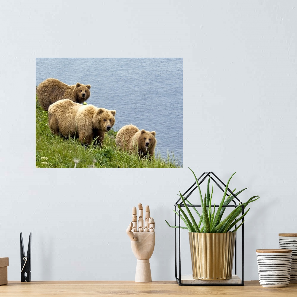 A bohemian room featuring Brown bear sow and cubs eating sedge grasses in Hallo Bay, Katmai National Park