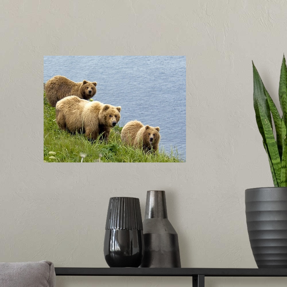 A modern room featuring Brown bear sow and cubs eating sedge grasses in Hallo Bay, Katmai National Park