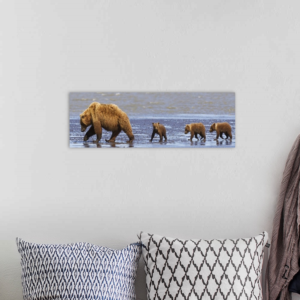A bohemian room featuring Brown Bear Sow And Her Three Cubs Walking On A Beach, Alaska