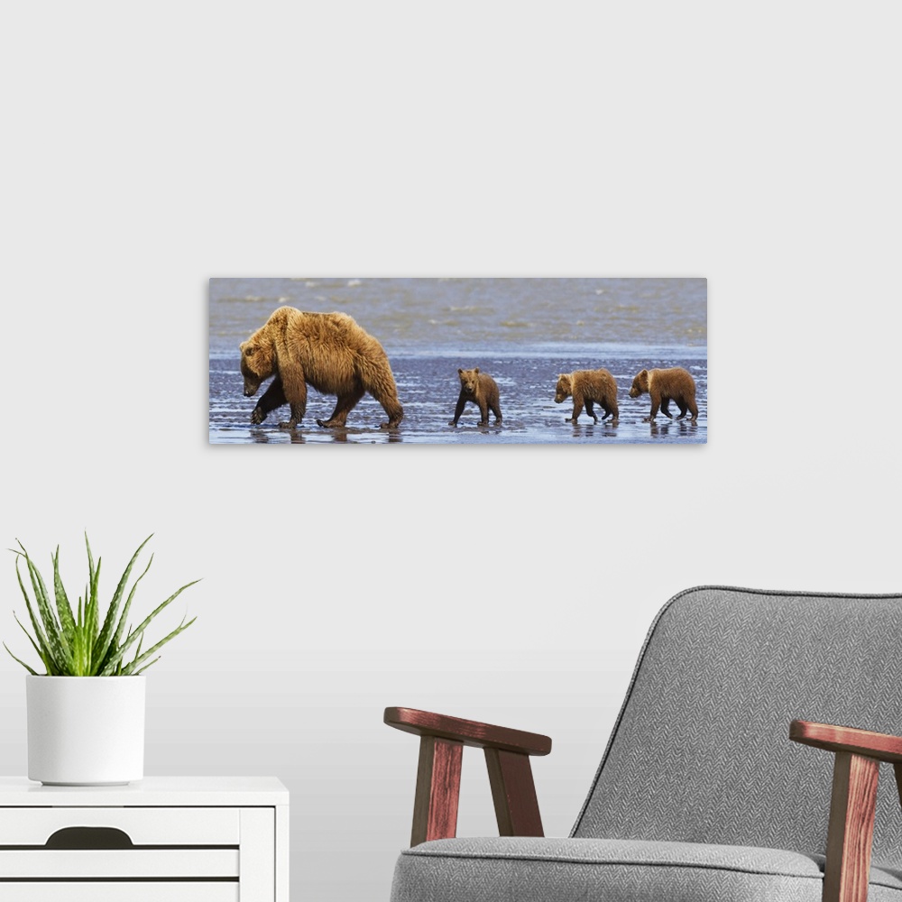 A modern room featuring Brown Bear Sow And Her Three Cubs Walking On A Beach, Alaska