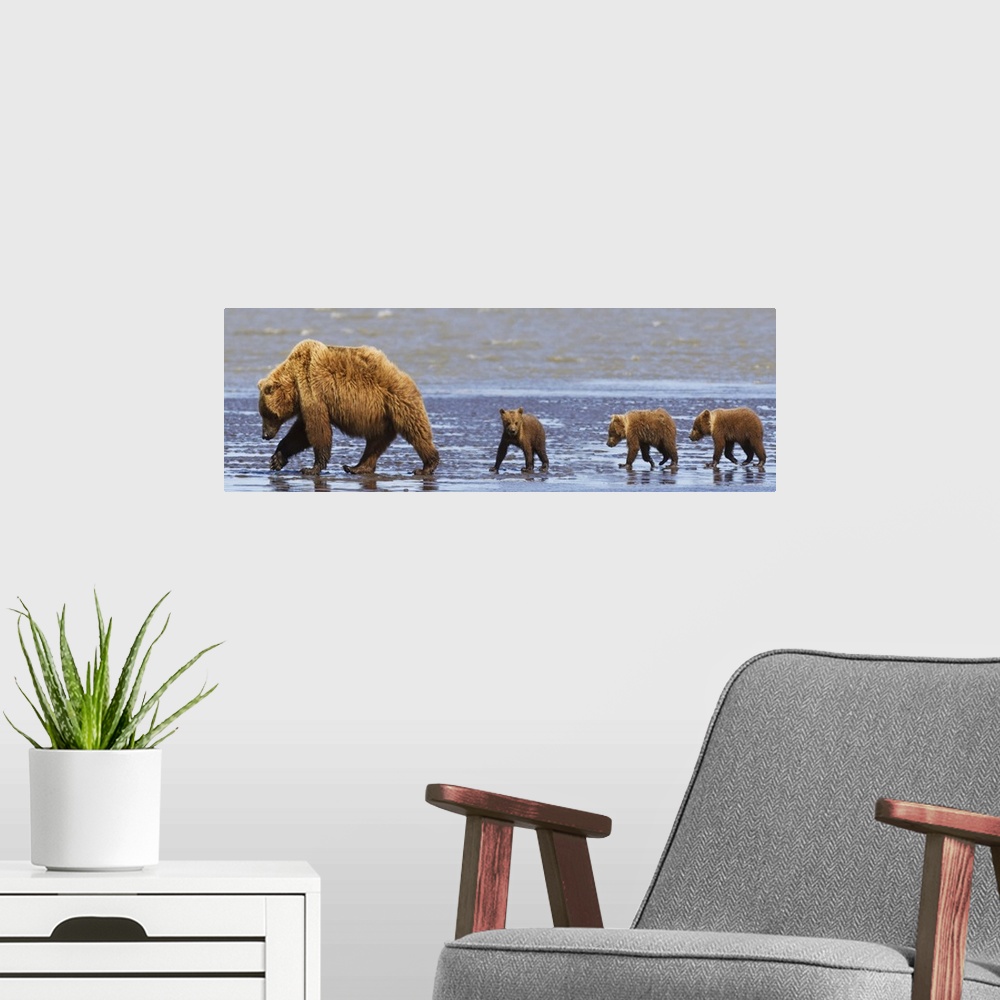 A modern room featuring Brown Bear Sow And Her Three Cubs Walking On A Beach, Alaska