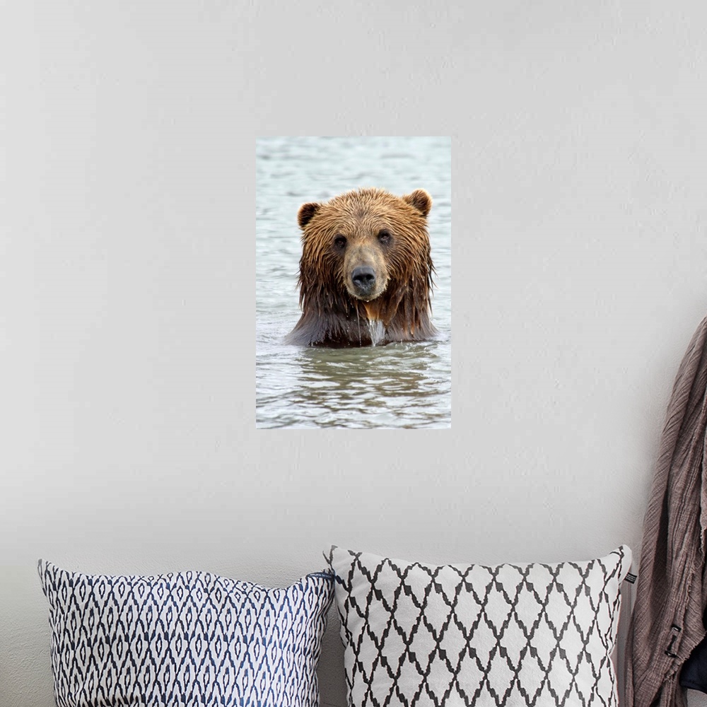 A bohemian room featuring Brwon bear standing in lake, only head and shoulders above water, staring right at camera.